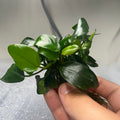 Anubias Nana