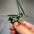 Anubias Nana Petite