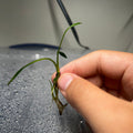 Cryptocoryne Parva