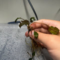 Cryptocoryne Wendtii Red