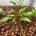 Cryptocoryne Wendtii Green