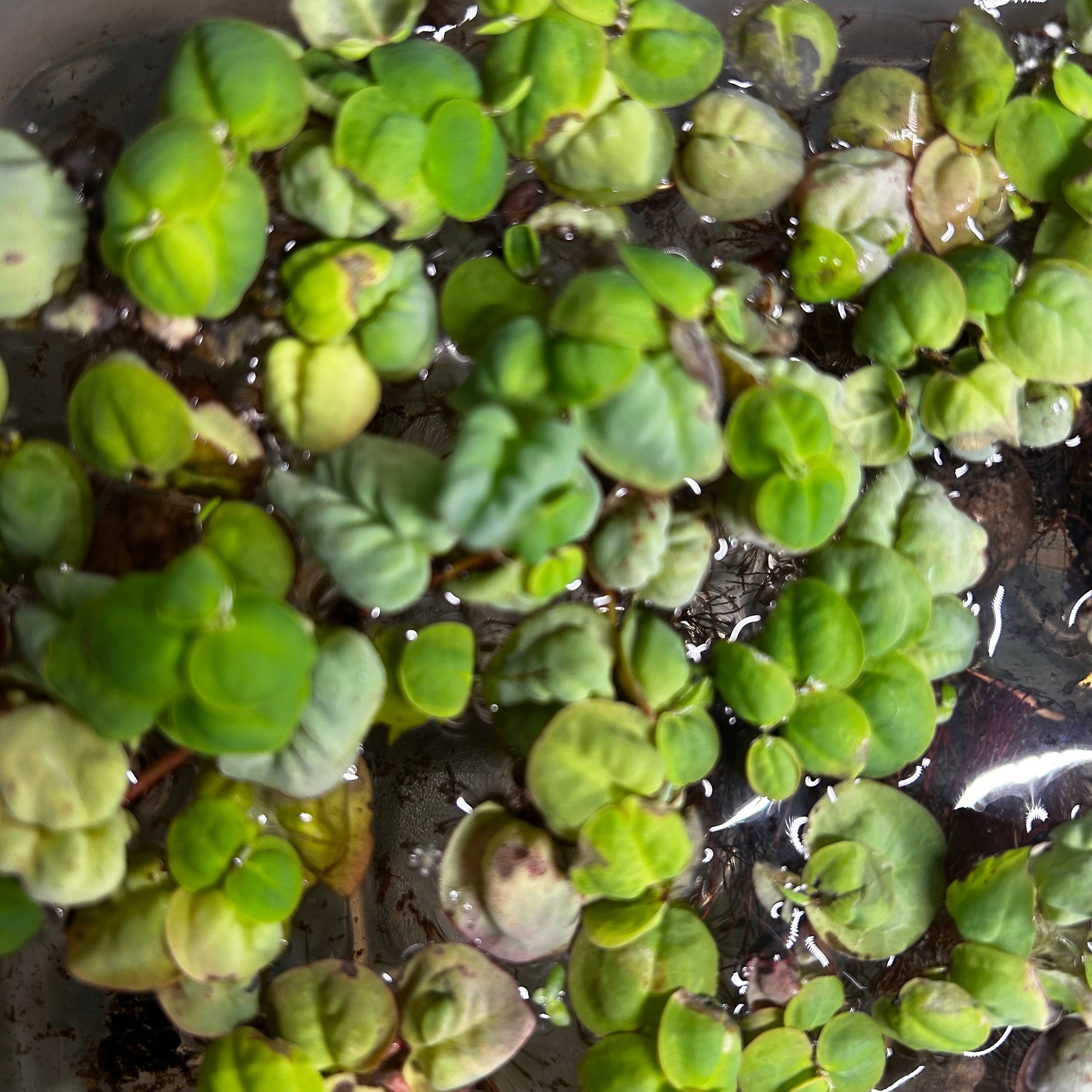 Red Root Floaters