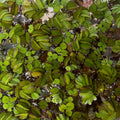 Salvinia