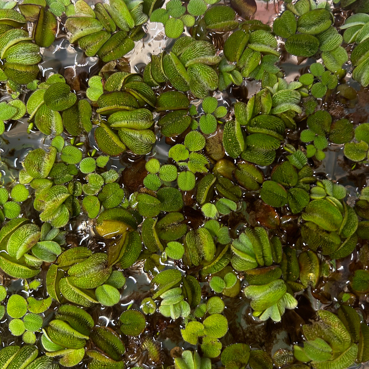 Salvinia