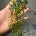 Pogostemon Stellatus (Narrow Leaf)