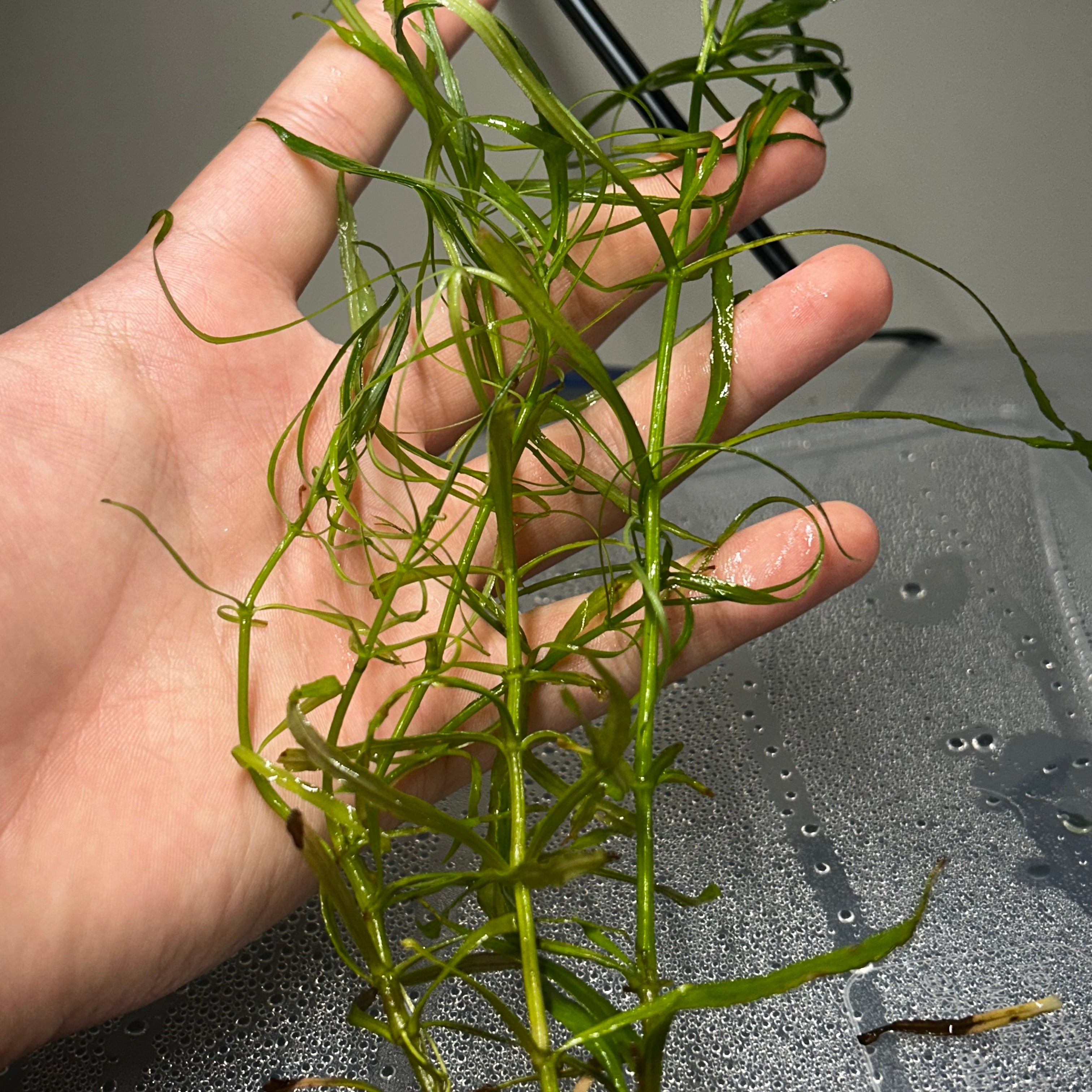 Pogostemon Stellatus (Narrow Leaf)