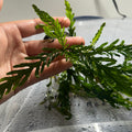 Hygrophila Pinnatifida