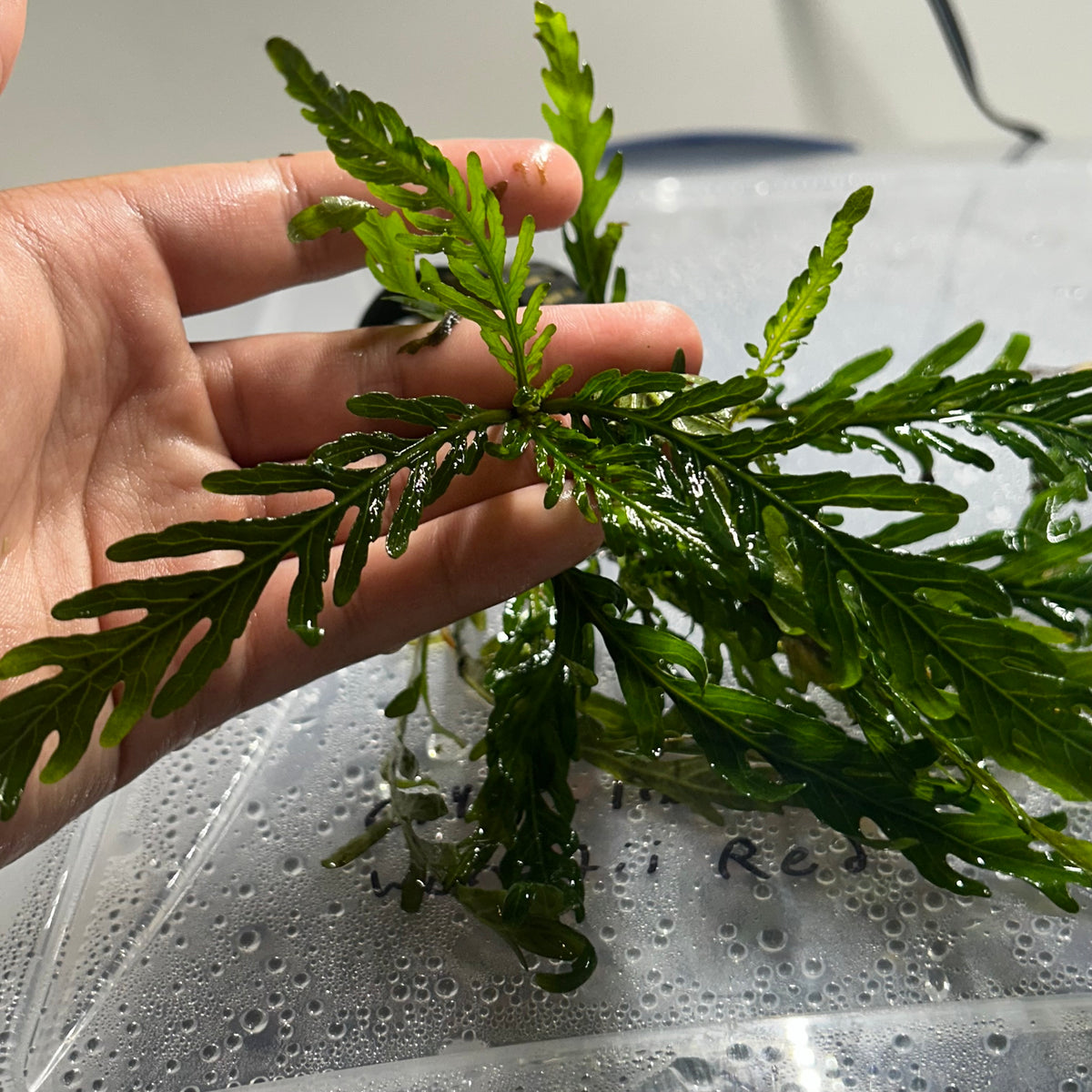 Hygrophila Pinnatifida