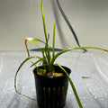 Dwarf Sagittaria Bunches