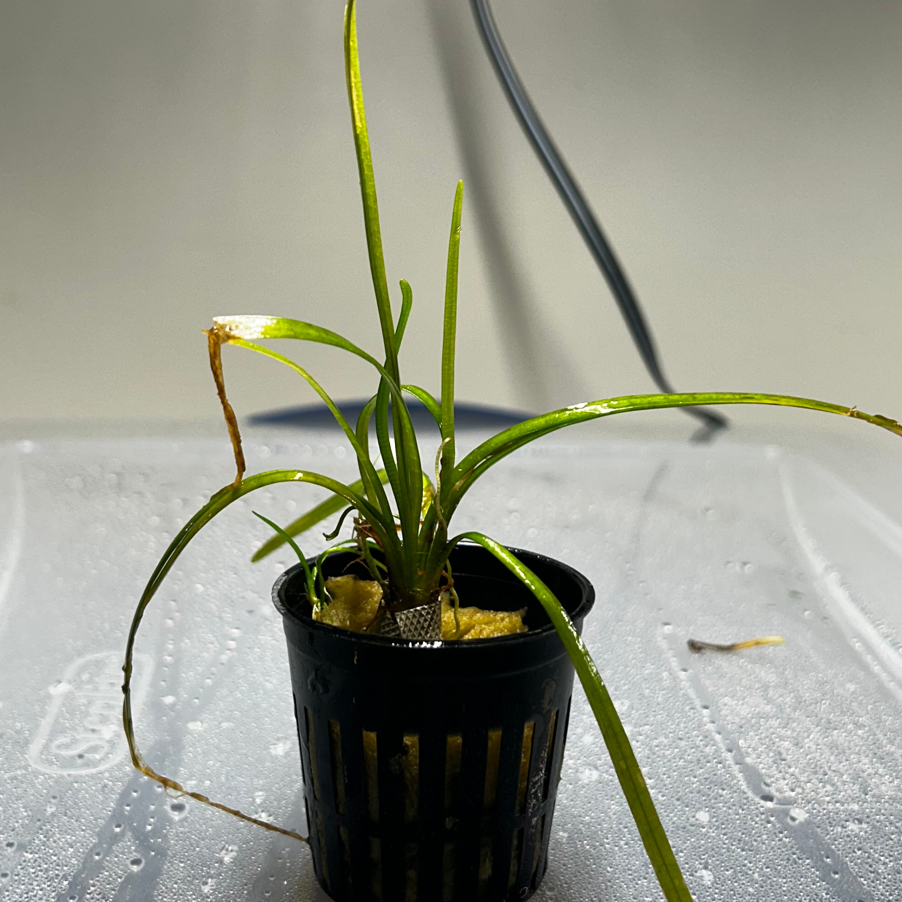 Dwarf Sagittaria Bunches