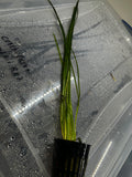 Vallisneria Nana