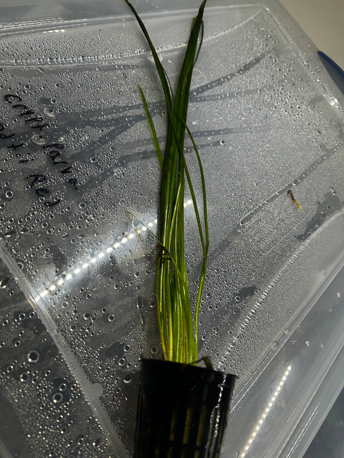 Vallisneria Nana