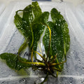 Aponogeton Boivinianus