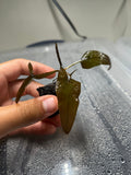 Dwarf Aquarium Lily