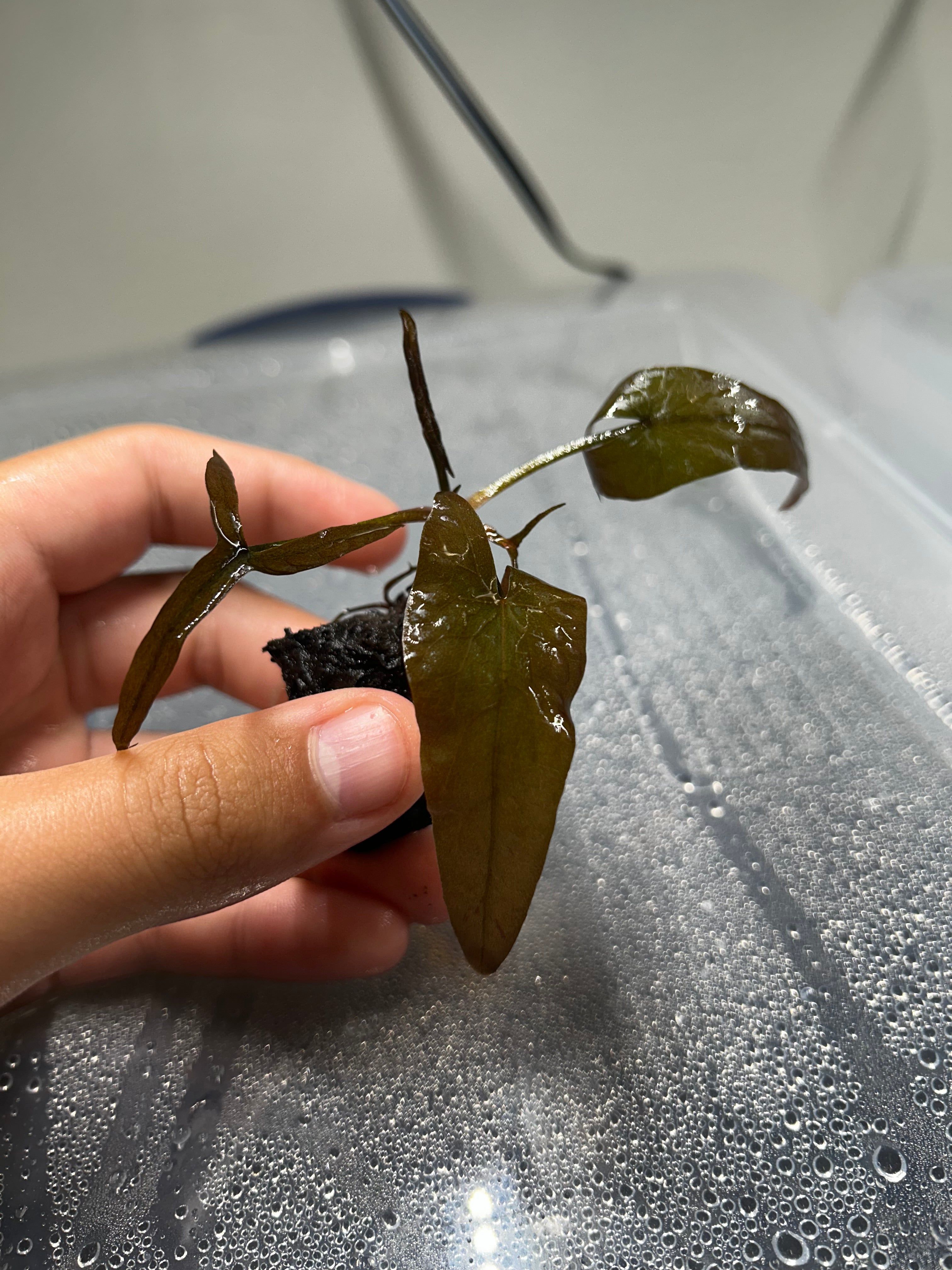Dwarf Aquarium Lily