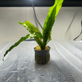 Java Fern (Potted)
