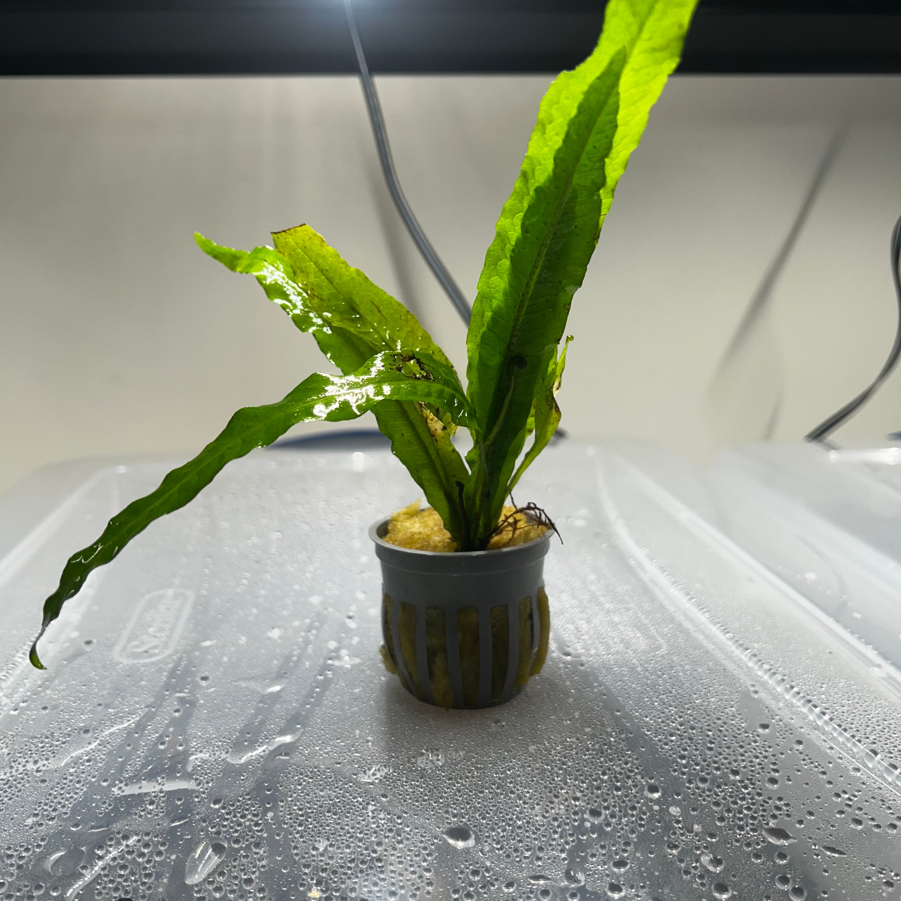 Java Fern (Potted)