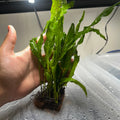 Java Fern Mat (Medium)