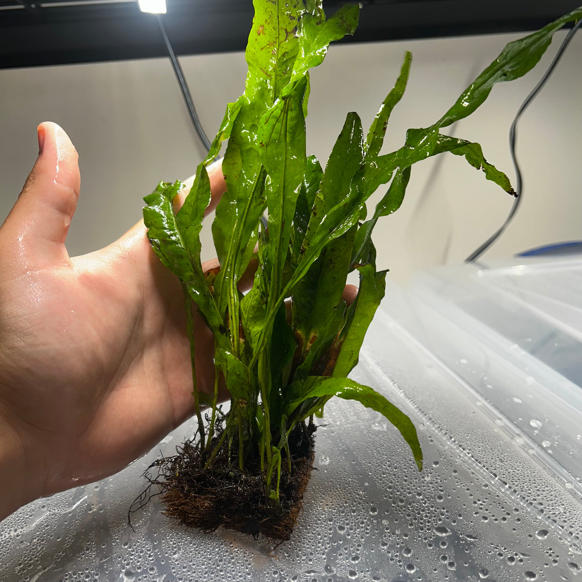 Java Fern Mat (Medium)