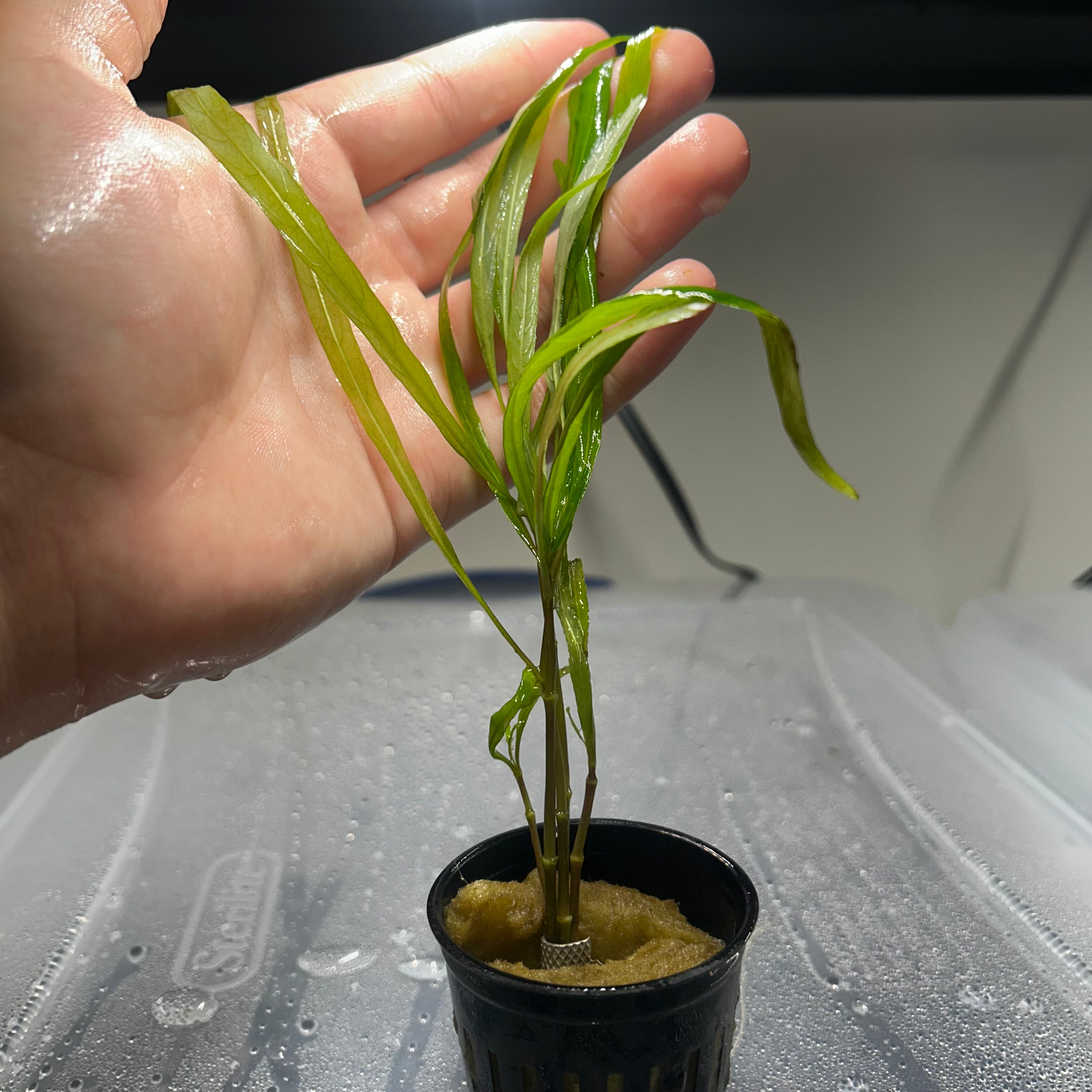 hygrophila angustifolia